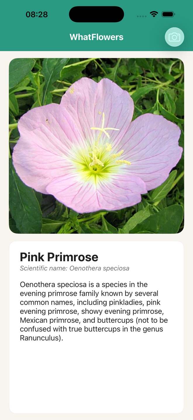 WhatFlowers uygulamasında tanınan Pink Primrose ve Wikipedia açıklaması